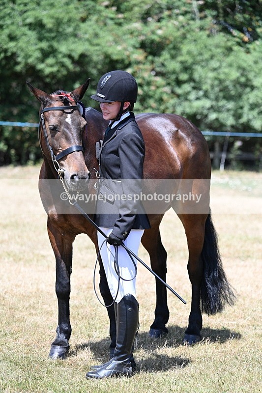 WJ7_2494 - Class 5a Most Handsome Gelding in hand (above 14.2hh)