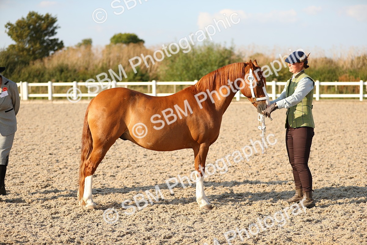 SBM_09007 - Class 29 IH Veteran Pony