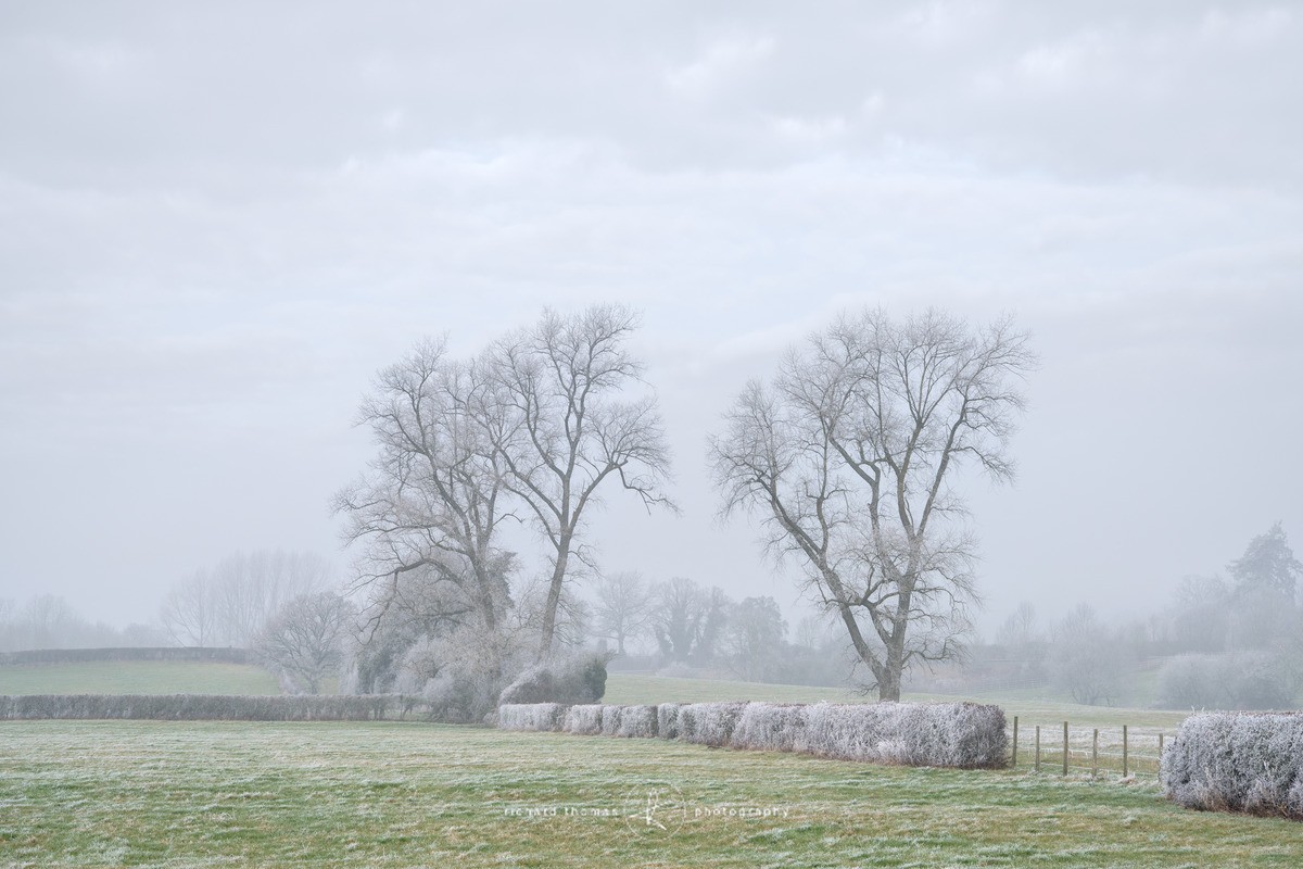 Frozen hedge - WINTER