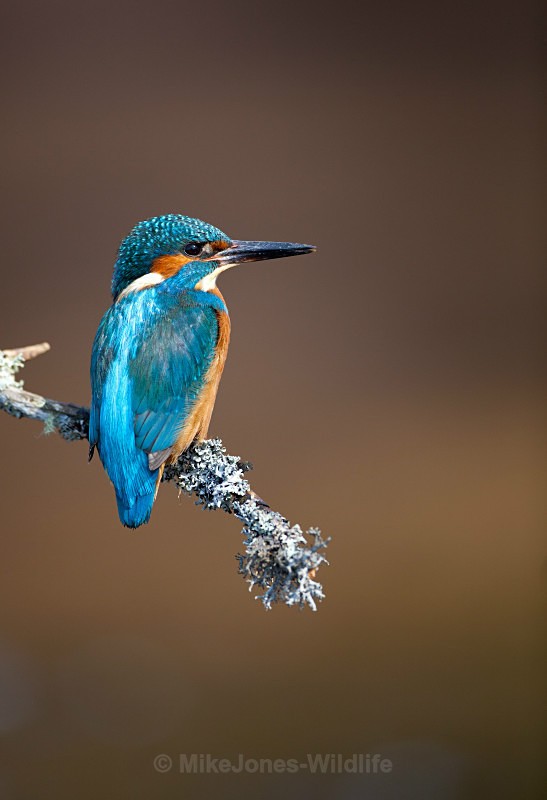 KINGFISHER no 6 - KINGFISHERS