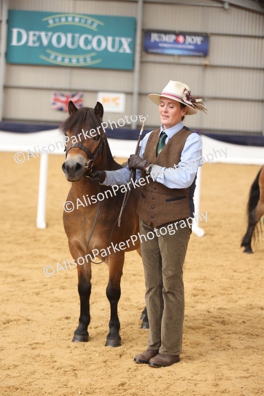 20260913-1707 - Class 115 - Gelding 4years and over