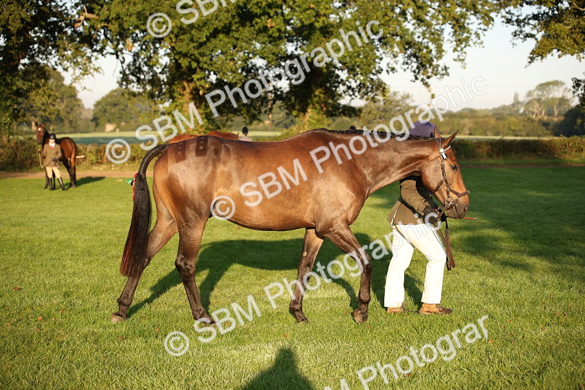 SBM_56877 - S49 - Riding Horse & Hack & Thoroughbred In Hand