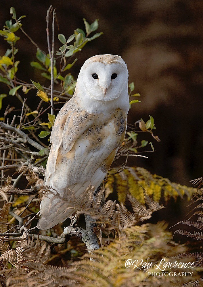 Barn Owl -3 - Natural World