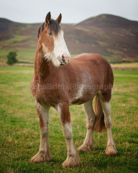 Dionne-244 - Janes Horses