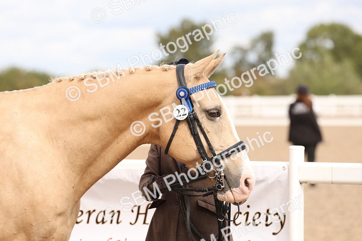 SBM_14632 - Class 208 - IH Veteran Horse