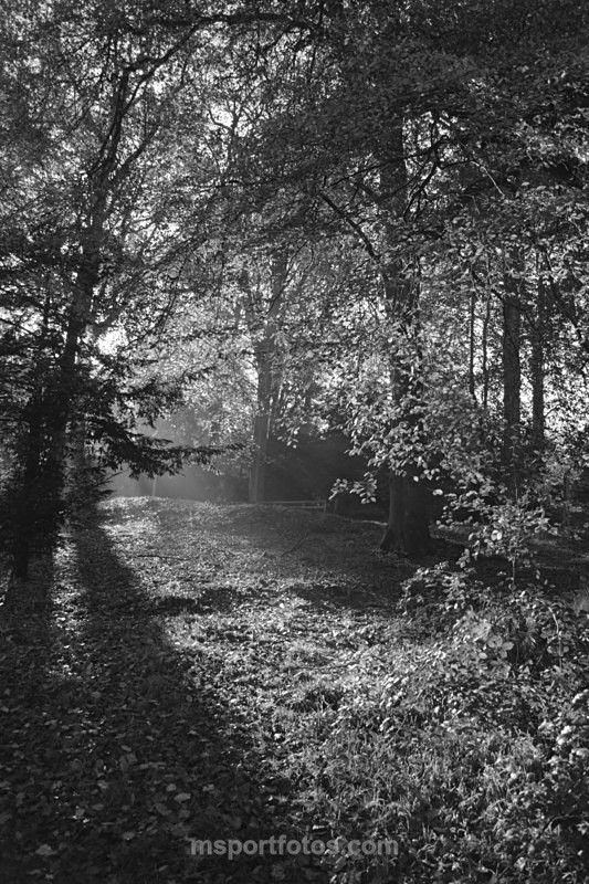 Hillsborough Park b&w - Irelands landscapes