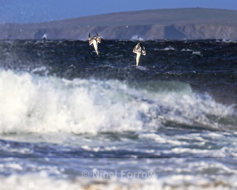 Two Gannets diving, Pentland Firth, Scotland - Gannet