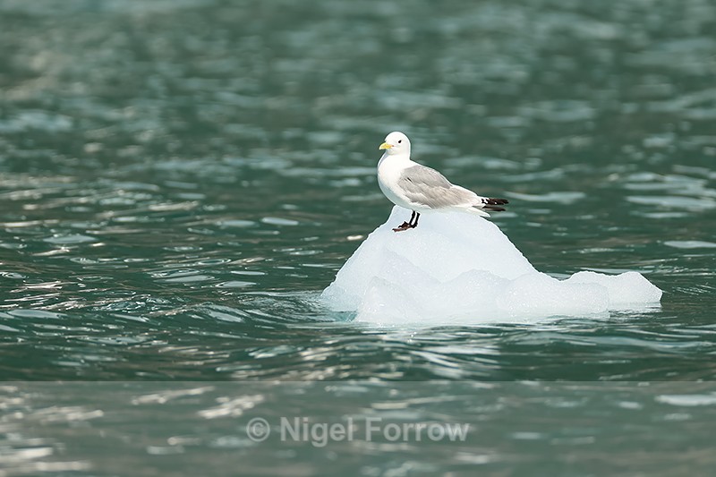 Black-legged Kittiwake perched on floating ice block, Alaska - Black-legged Kittiwake