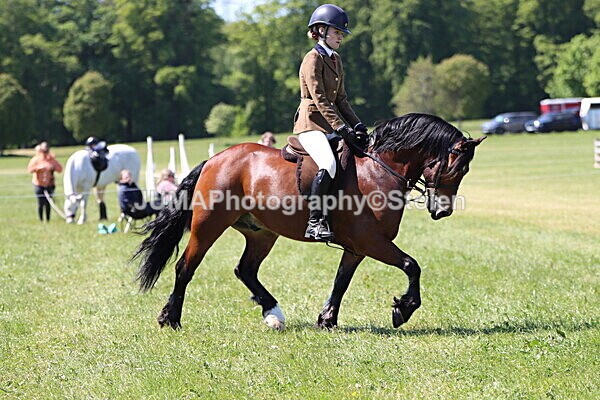 IMG_3907 - Working Hunter