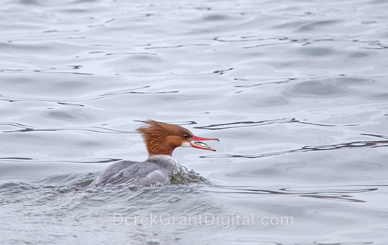 Catch of the Day! - Birds of Atlantic Canada
