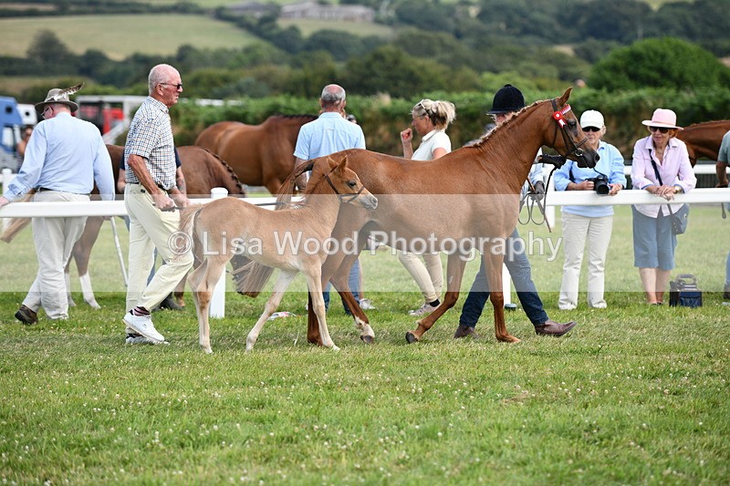 DSC_8428 - Class 69: Pure, Anglo & Part Bred In Hand Arab