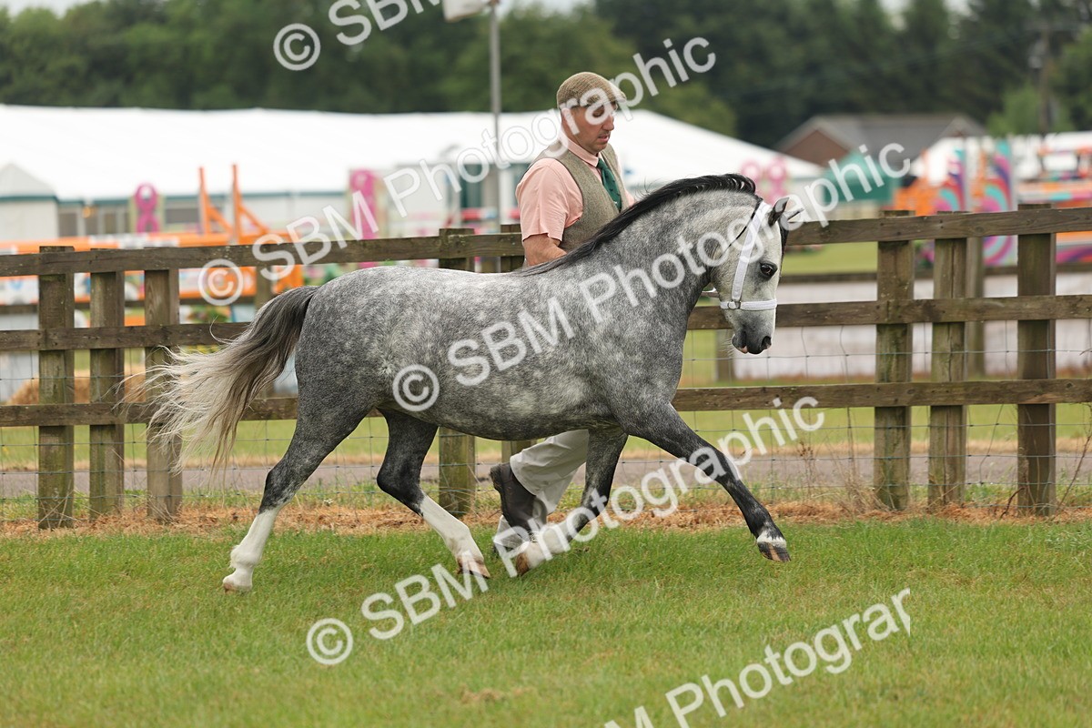 SBM_01430 - Class 50-57 - M&M Welsh Pony In Hand