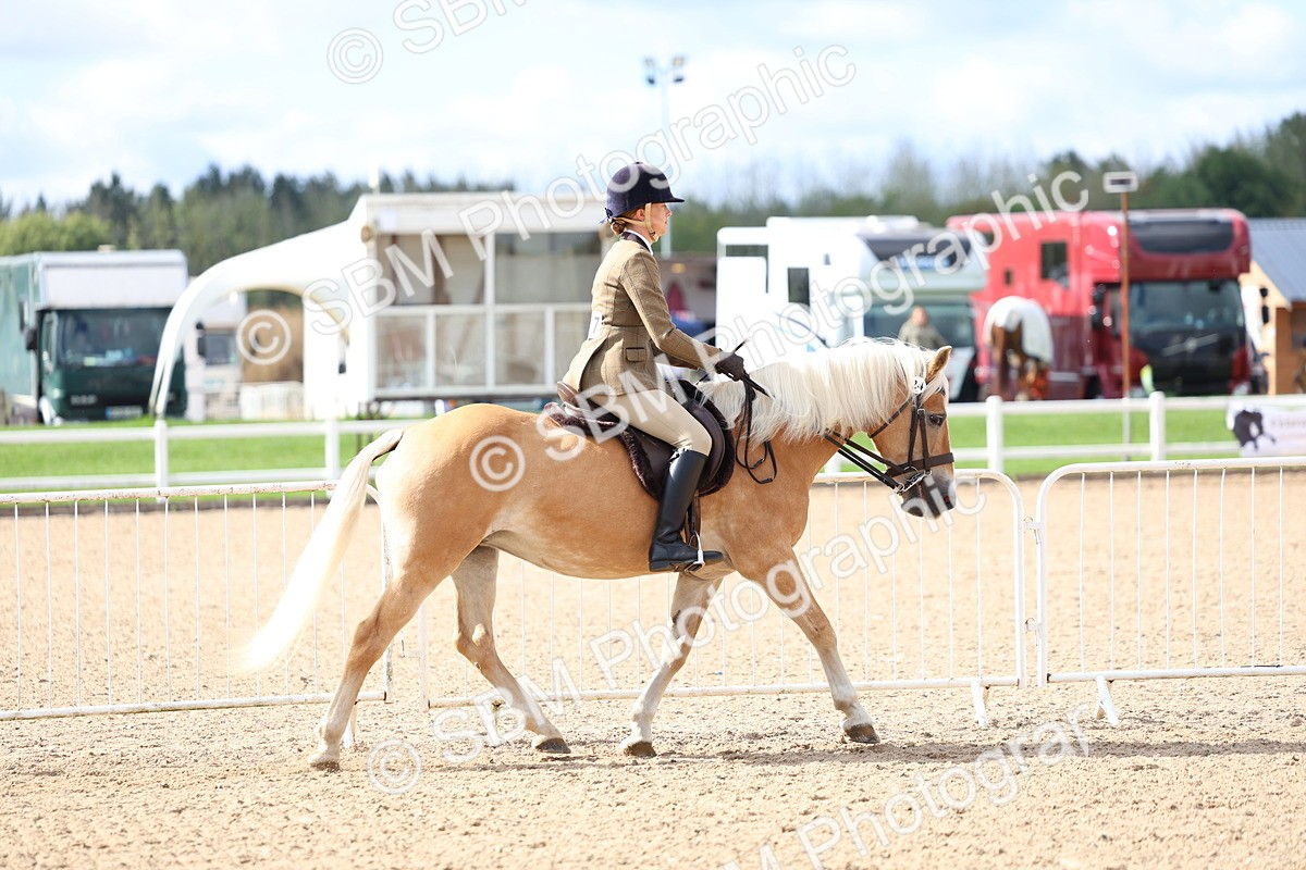 SBM_10753 - Class 305 - Ridden Foreign Breeds - Pure Bred