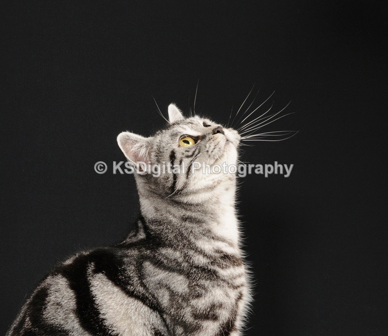 Catershan Silver Harriette (18) - Catershan British Shorthairs