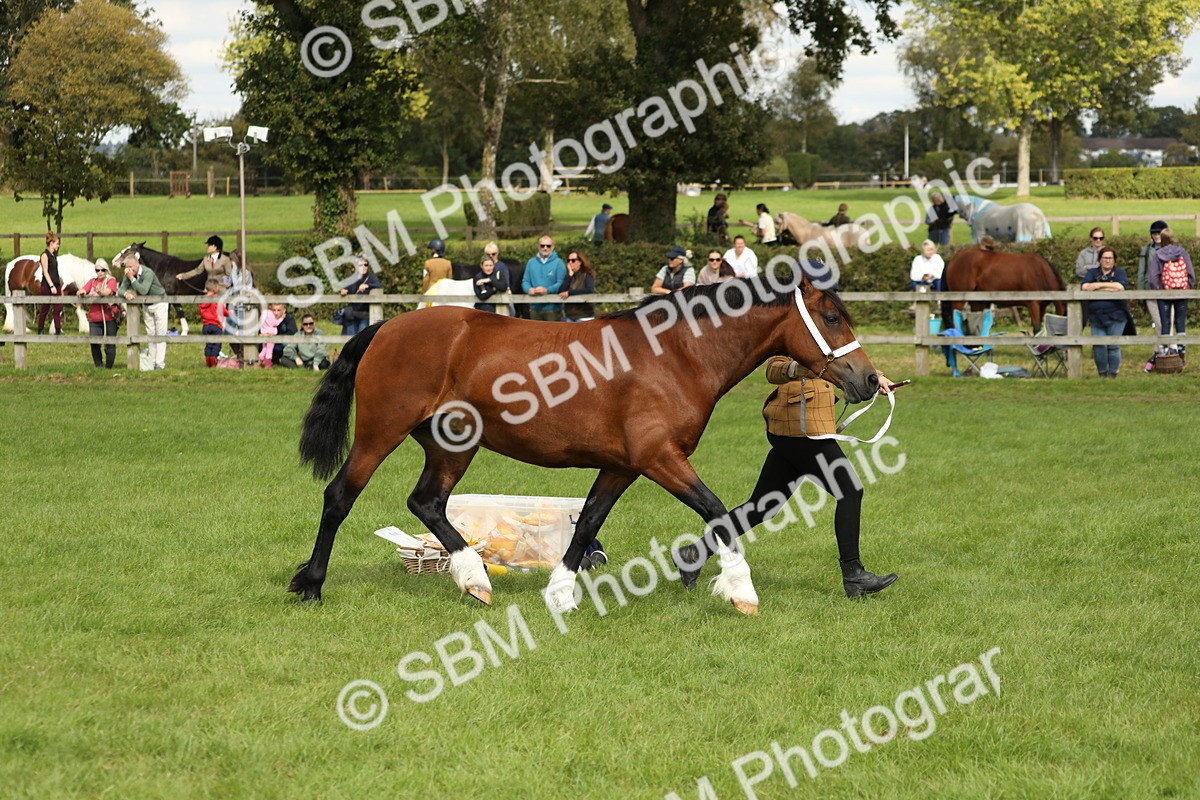 SBM_65424 - S47 - Mountain & Moorland In Hand Large Breeds