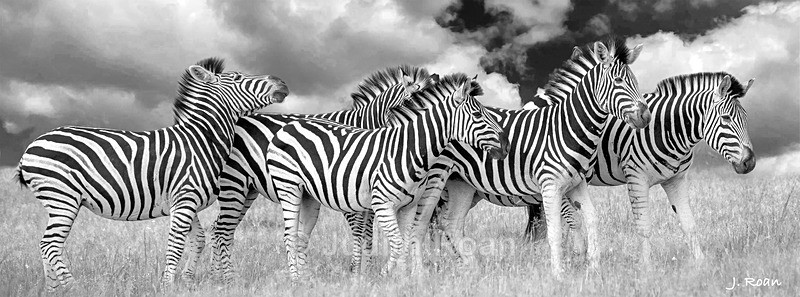 Zebra - Photo Montages