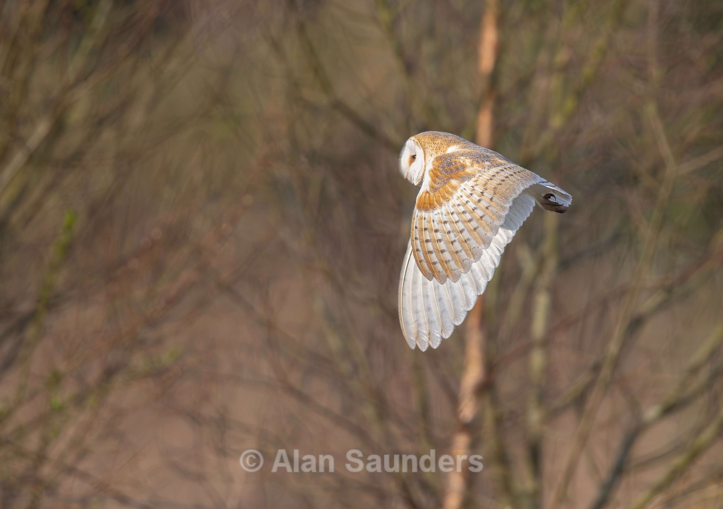 Barn Owl 10 (female)