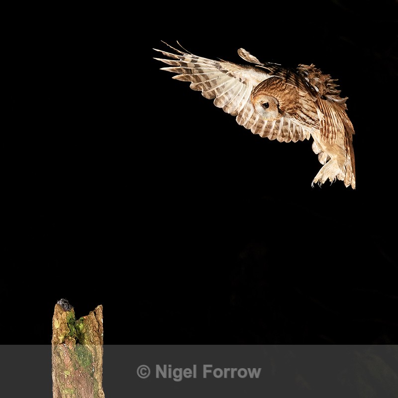 Tawny Owl in flight nightime landing on post, Otterbourne, Hampshire - Tawny Owl