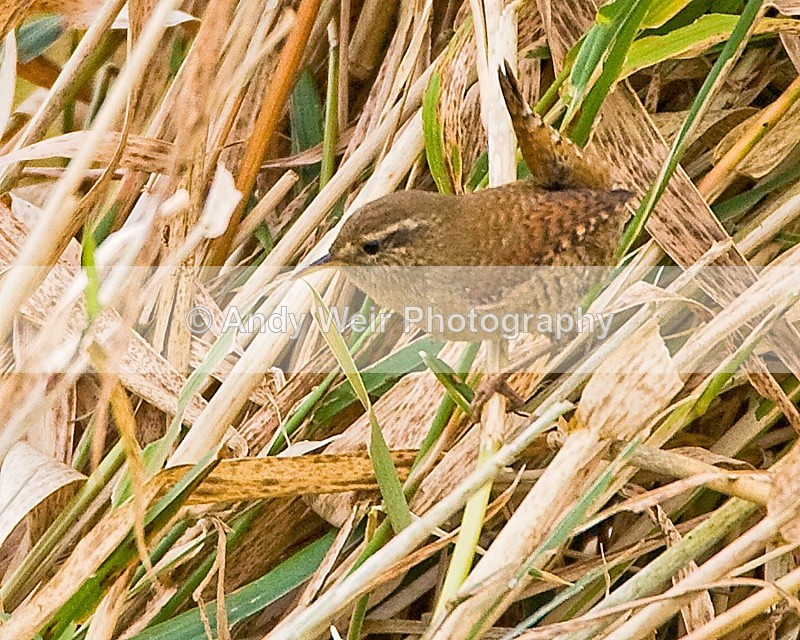 20091017-073 - Dunnock & Wren