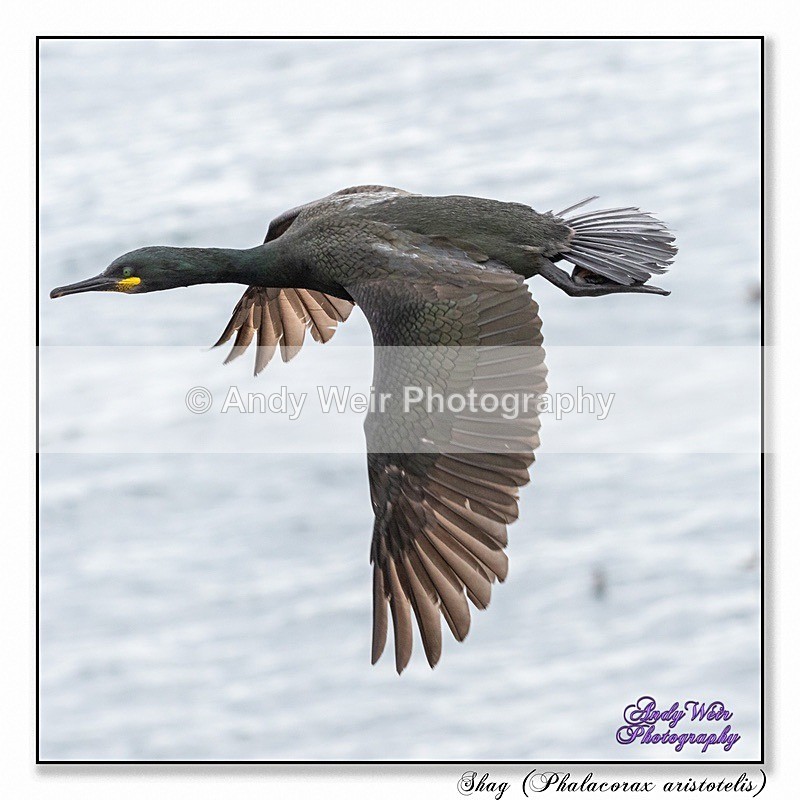 190604-untitled-8E0A5075-Edit - Cormorants & Shags