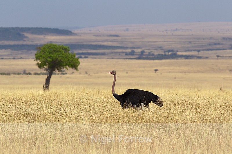 Ostrich (male) & view of Masai Mara savannah - Ostrich