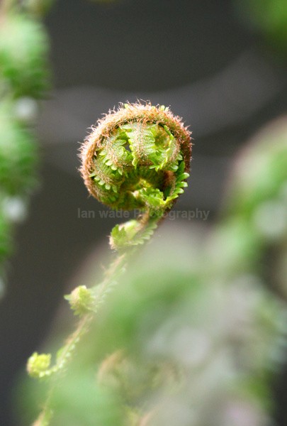 Fern   _ WOOD_025 - Wild Flowers,  plants & Fungus photography, Great Britain