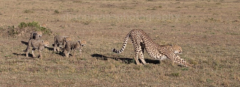  - Cheetah