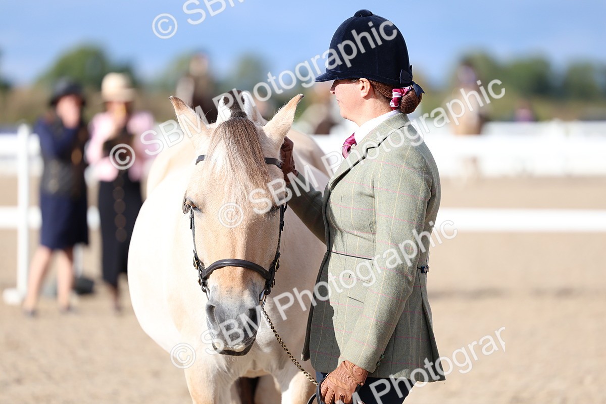 SBM_18774 - Class 317 - IH Pure Bred Horse-Pony
