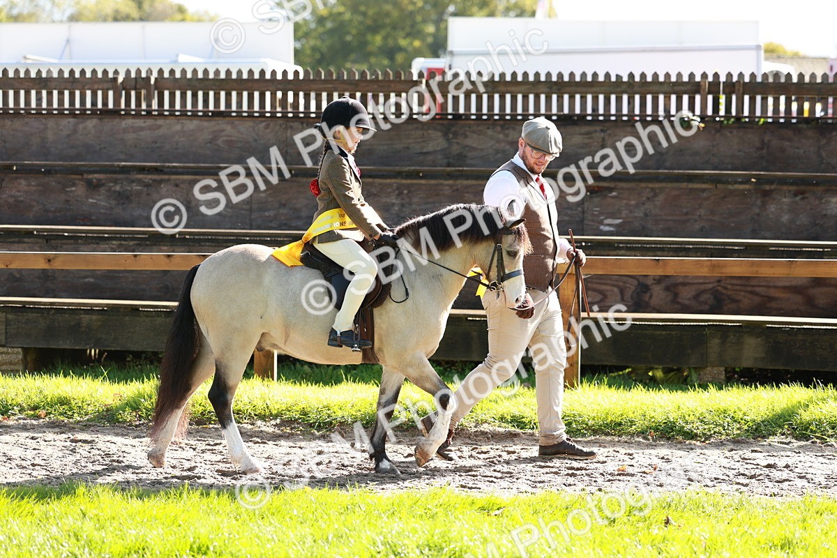 SBM_42094 - S32 - Mountain & Moorland Working Hunter Pony