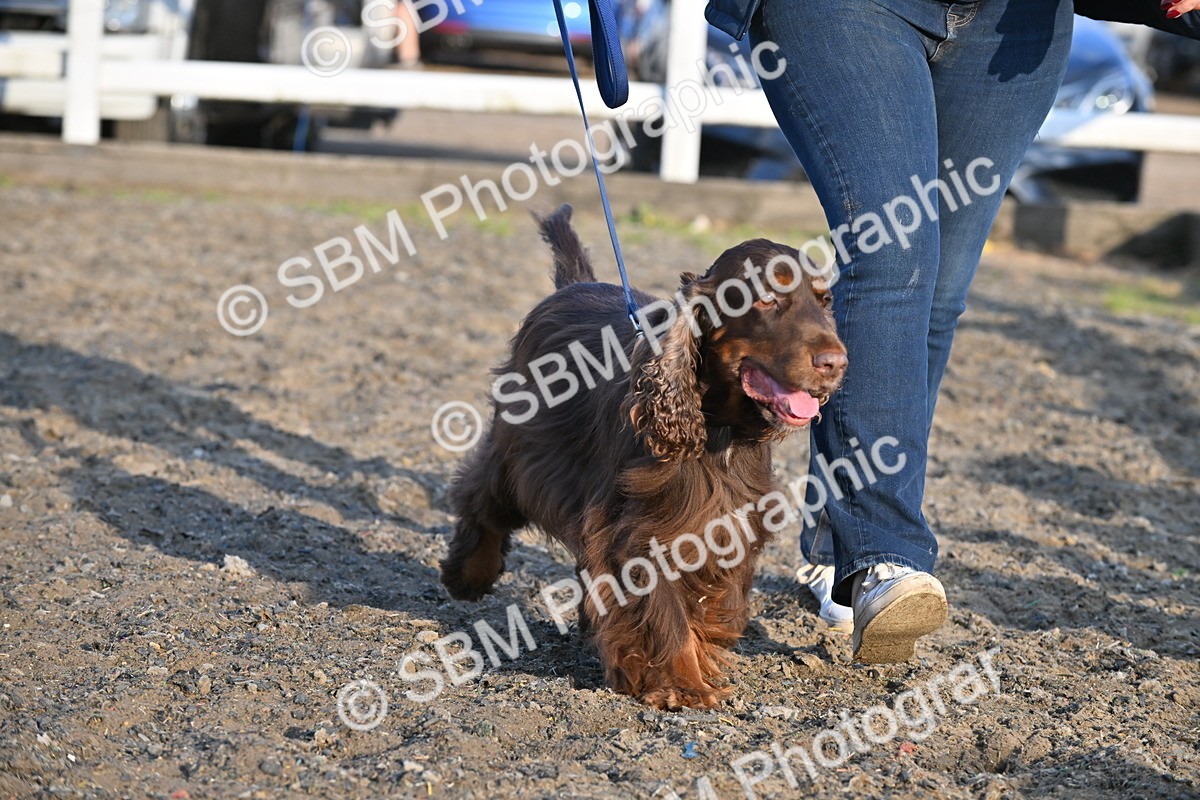 SBM_09467 - Lorry Dogs