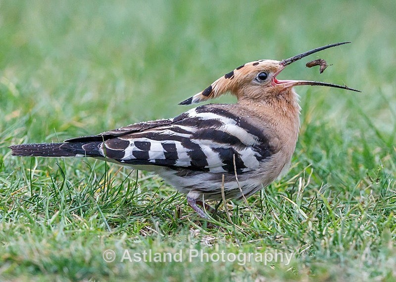 Astland Photography, Bird and Wildlife Images, Susan and Peter Wilson, U.K.
