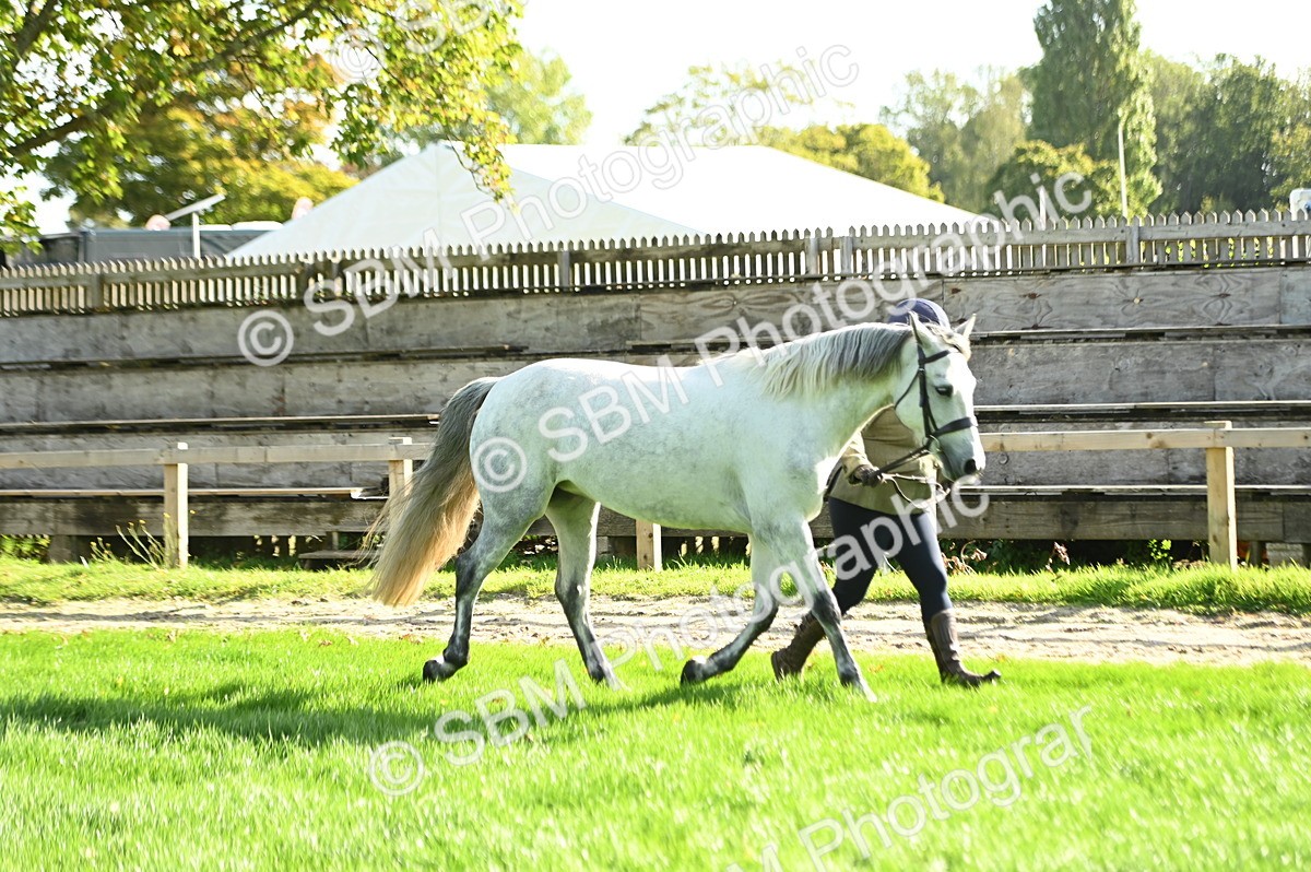 SBM_15854 - S1 - TSR in Hand Horse & Pony Showing