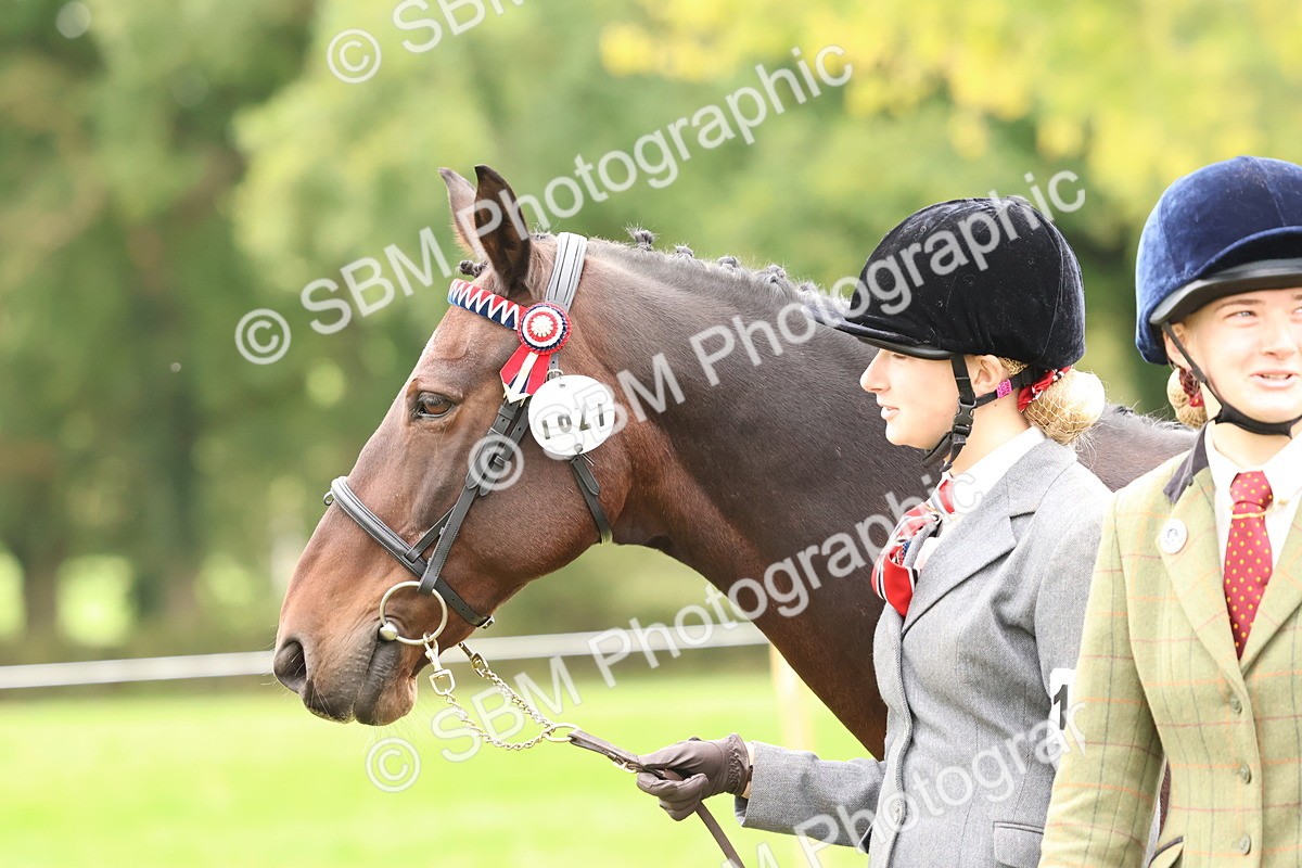 SBM_59967 - S36 - Rehabiliated Rescue Horse & Pony In Hand & Ridden