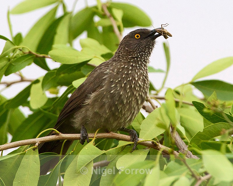 Arrow-marked Babbler with grasshopper - Arrow-marked Babbler
