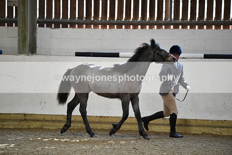 WJ5_3403 - Class 1 Youngstock