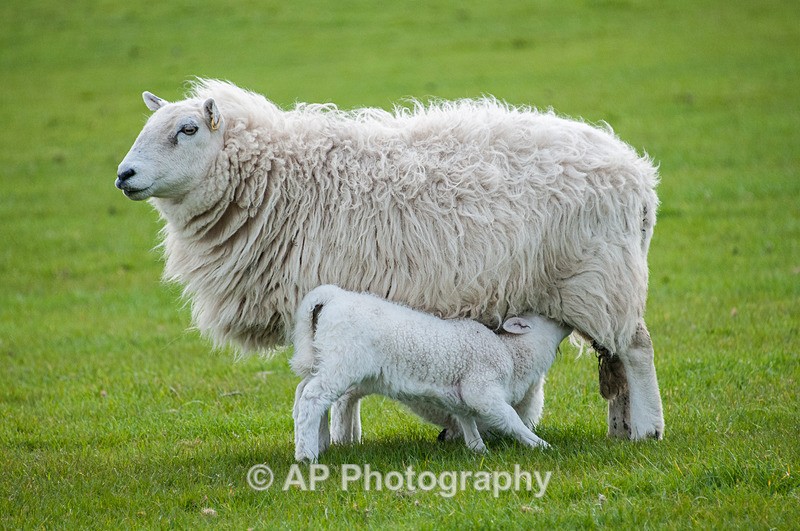 ACP_3496-1 - Sheep