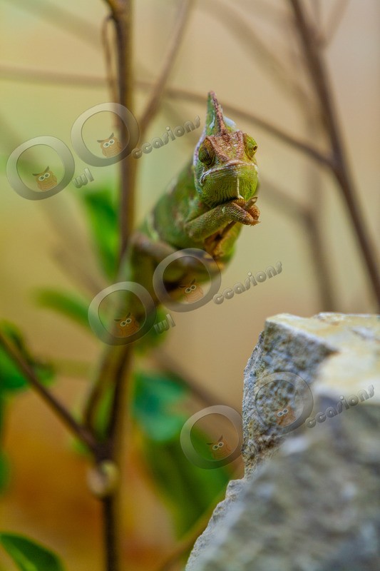 Chameleon - Pet Photography