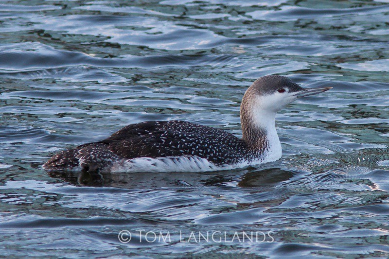 Red-throated Diver - All Other Birds