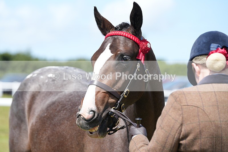 DSC06273 - Class 54: Hunter/Riding Horse/Hack 1 & 2 yr olds