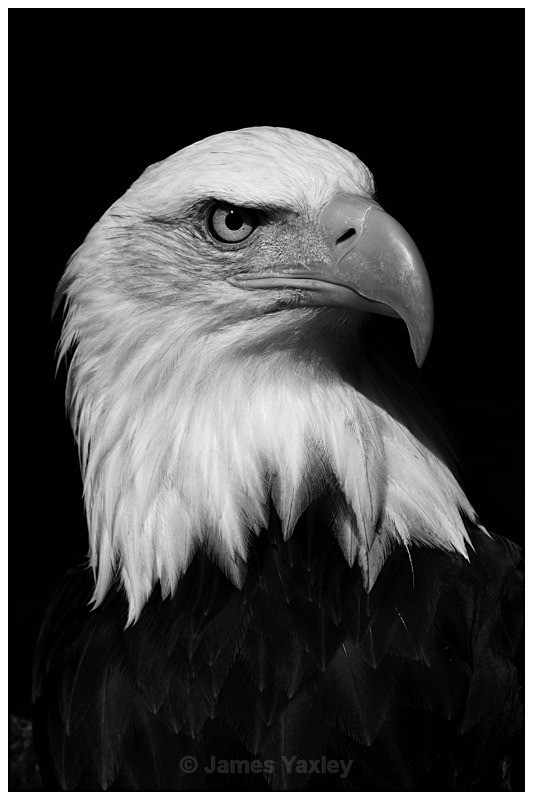 Bald Eagle 1 Monochrome - Nature in Black & White