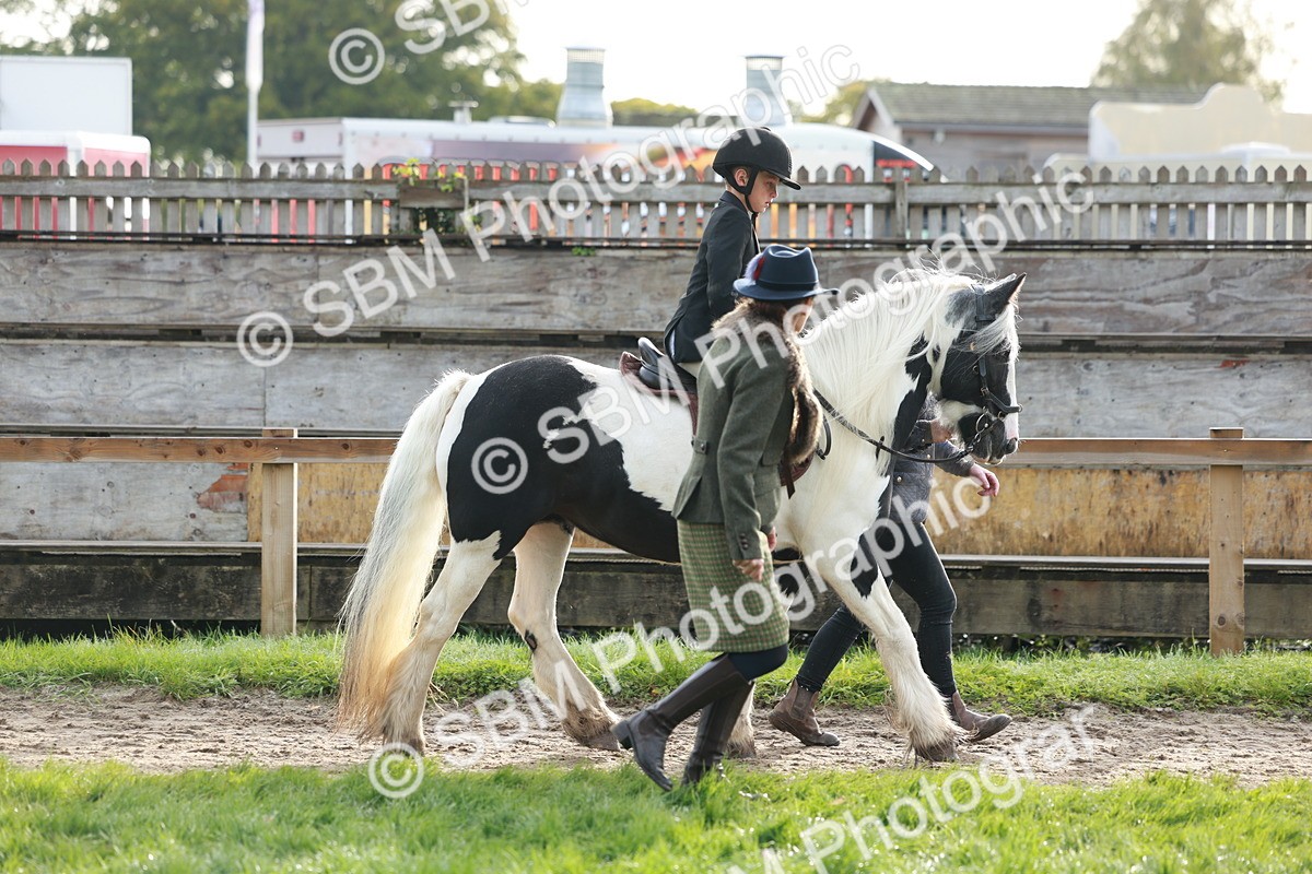 SBM_56343 - S39 - Starters In Hand Showing