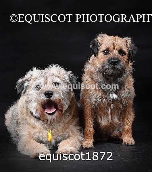 equiscot1872 - ODIE & TIA