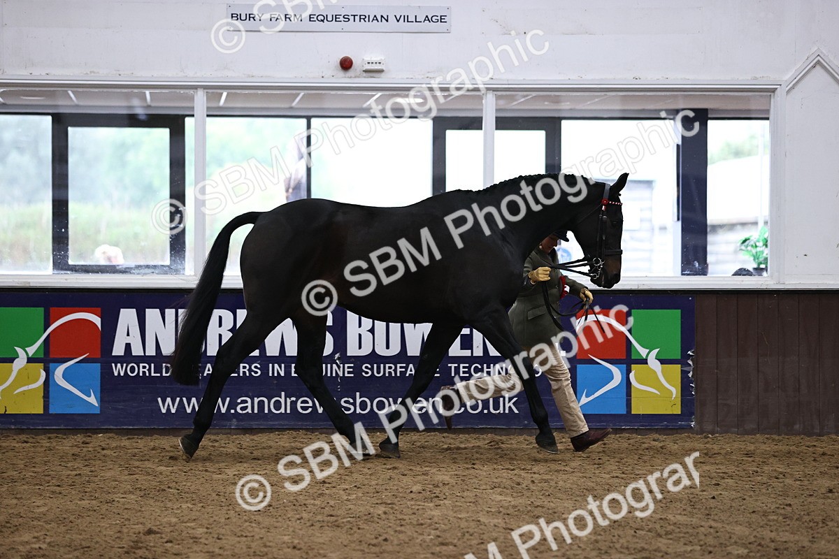 SBM_5790 - Class 3 - BSHA In Hand Show Hunter