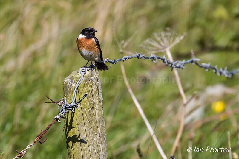 Stonechat (Saxicola rubicola) resting on fencepost - Rathlin - Nature