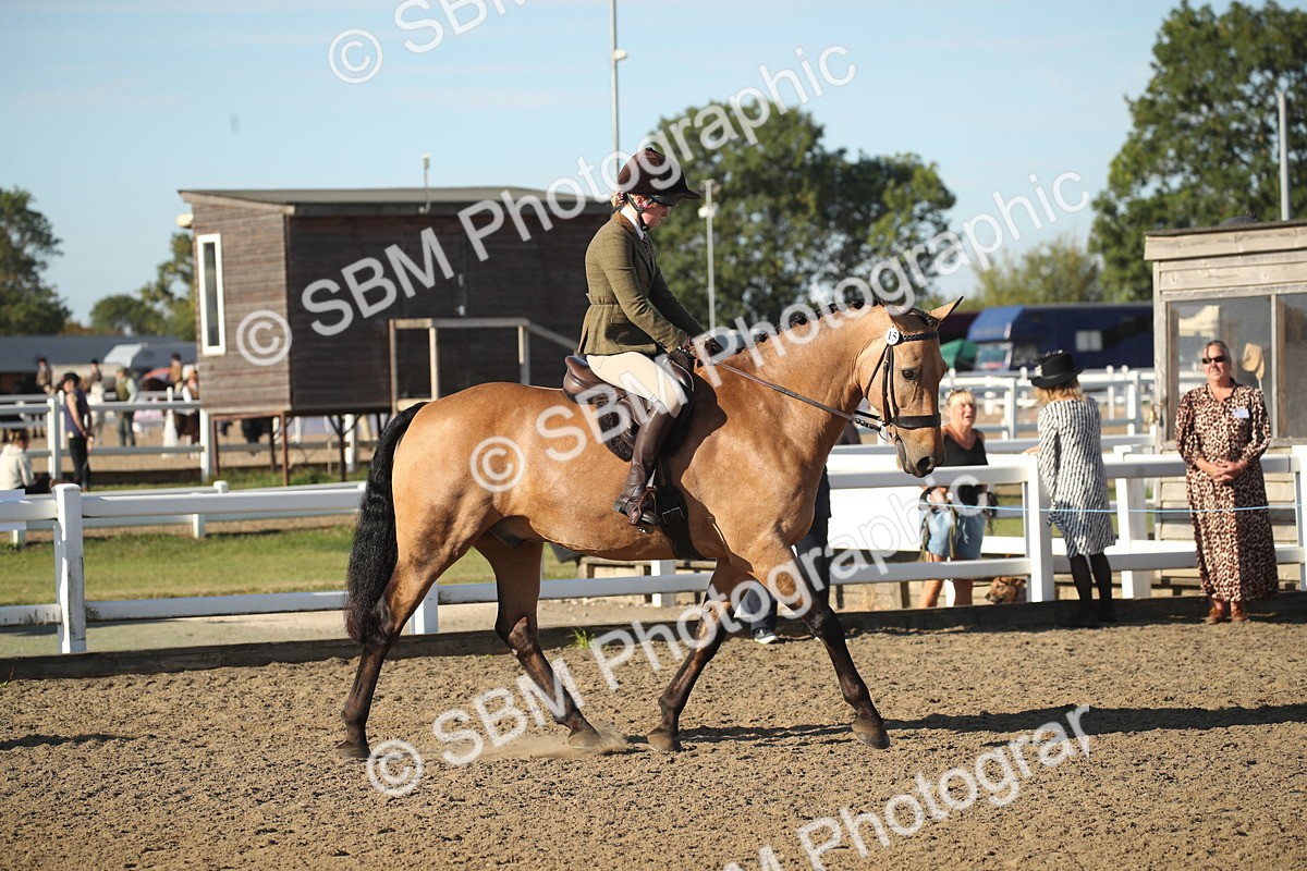 SBM_11271 - Class 501 -Riding Club Pony