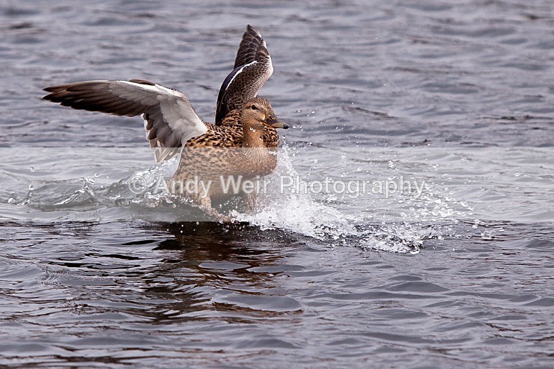 20120303-_MG_8961 - Mallard