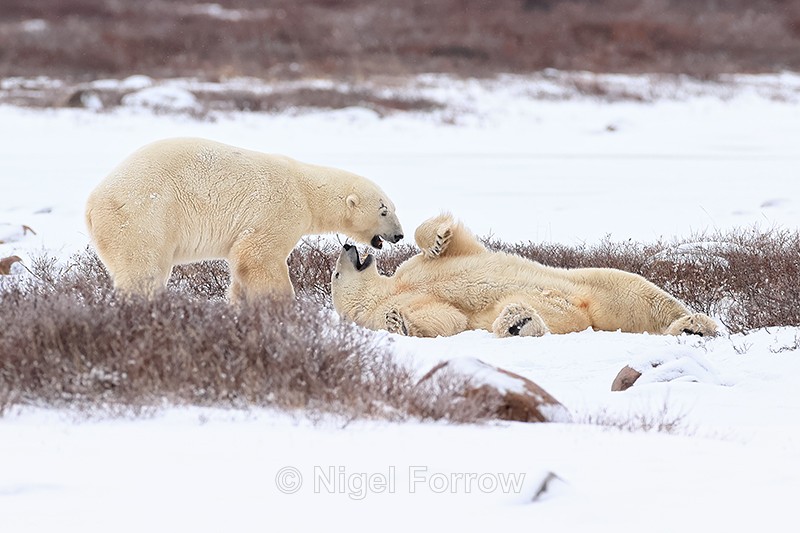 Polar Bears pause during fight, Churchill - Polar Bear
