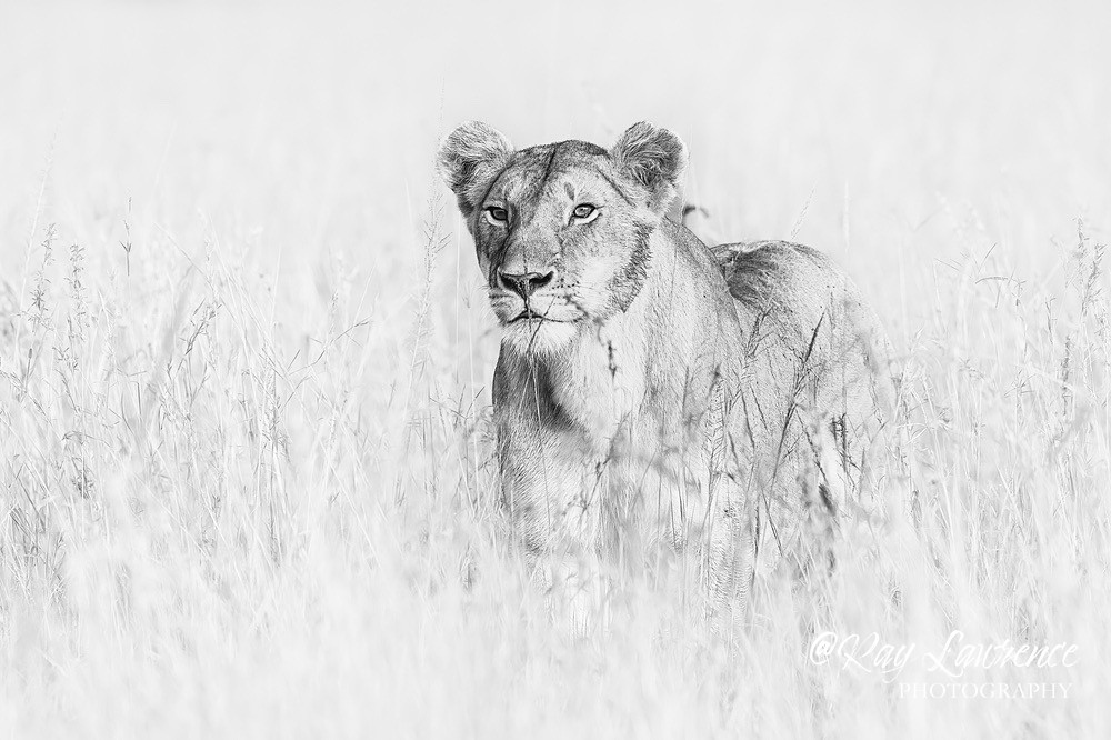 Masai Mara 130223_RLP121675hkbw2 - Wildlife Fine Art