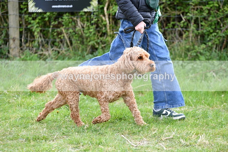 WJ5_9165 - Class 1 Best Cross Breed / Heniz 57