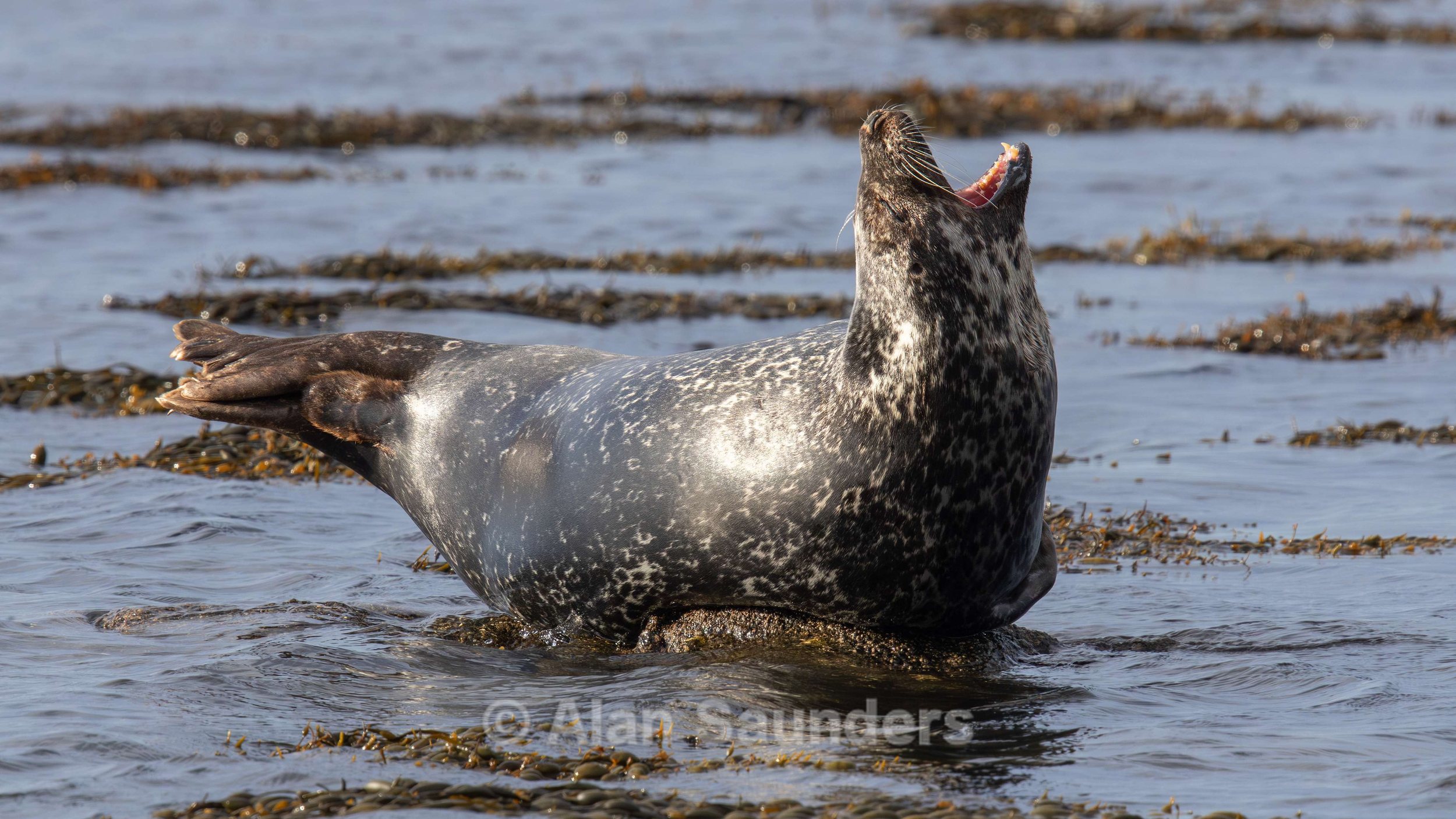 Common Seal 5